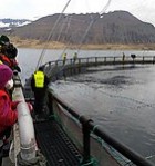 Vettvangsferð til Arctic Fish